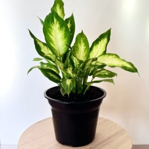 Dieffenbachia Planta