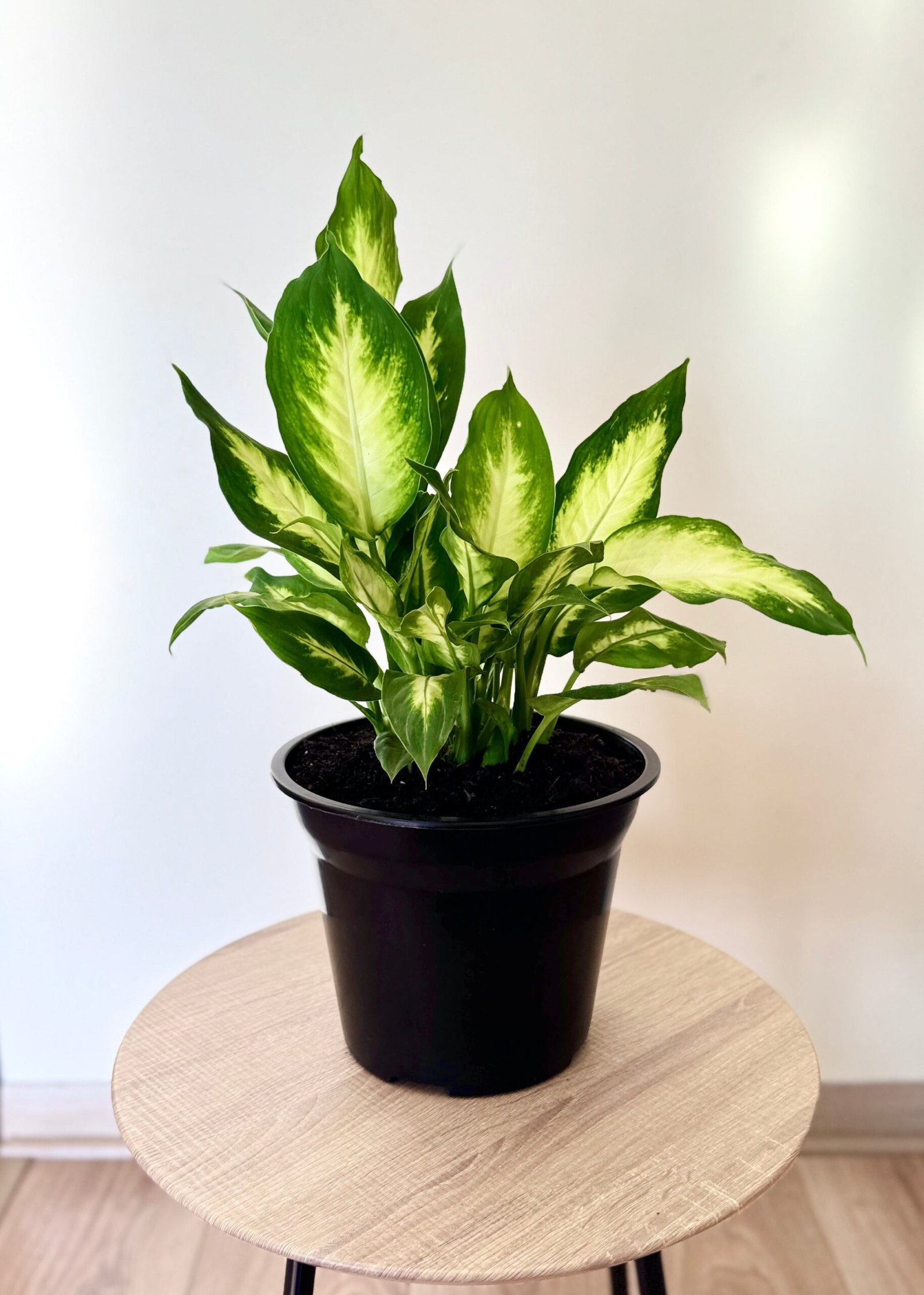 Dieffenbachia Planta